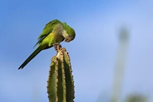 Images Dated 15th July 2010: Monk Parakeet / Quaker Parrot - adult feeding on a cactus