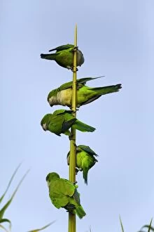 Images Dated 15th July 2010: Monk Parakeet / Quaker Parrot - a group of 5 adults