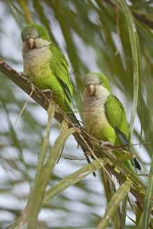 Images Dated 15th July 2010: Monk Parakeet / Quaker Parrot - a pair of adults