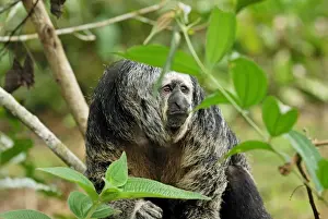 Sakis Prints: Monk Saki - Pacaya-Samiria Nationalpark - Iquitos - Peru