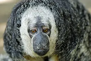 Monk Saki - Pacaya-Samiria Nationalpark - Iquitos - Peru