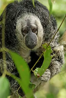 Monk Saki - Pacaya-Samiria Nationalpark - Iquitos - Peru