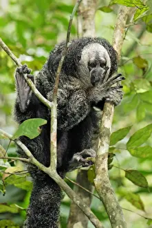 Monk Saki - Pacaya-Samiria Nationalpark - Iquitos - Peru