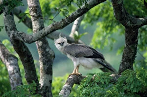 Images Dated 22nd July 2008: Monkey-eating / Philippine Eagle - in tree photographed in the Philippines