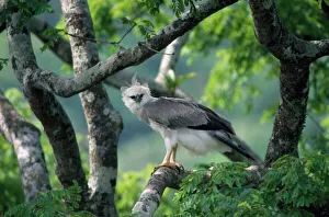 Images Dated 22nd July 2008: Monkey-eating / Philippine Eagle - in tree photographed in the Philippines