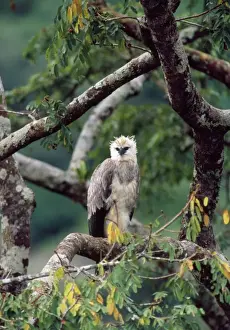 Monkey-eating / Philippine Eagle - in tree photographed in the Philippines