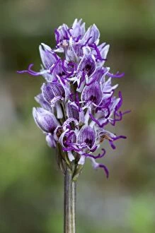 Images Dated 25th April 2011: Monkey Orchid