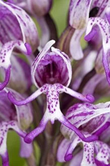 Images Dated 25th April 2011: Monkey Orchid - close-up