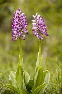 Images Dated 12th May 2008: Monkey Orchid - in flower. Very rare in UK