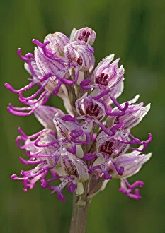 Purple Gallery: Monkey orchid. UK rarity