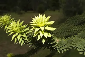 Christchurch Prints: Monkey Puzzle - rosette of young leaves on end of branch Christchurch Botanical Gardens New Zealand