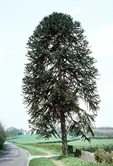 Monkey Puzzle Tree / Chile Pine UK