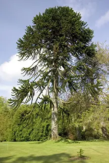 Small Prints: Monkey Puzzle Trees - In gardens of Dunvegan Castle Isle of Skye, Scotland