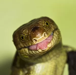 Images Dated 22nd December 2011: Monkey Tailed Skink / Prehensile Tailed Skink - close up showing tongue - Controlled conditions