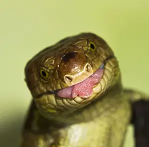 Monkey Tailed Skink / Prehensile Tailed Skink - close up showing tongue - Controlled conditions 15267
