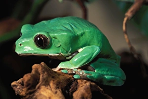 French Guiana Forest