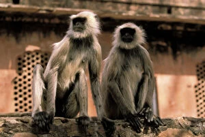 Monkeys sitting on ledge