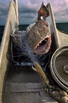 Anglerfishes Gallery: Monkfish / Anglerfish being brought aboard traditional