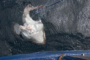 Images Dated 10th September 2007: Monkfish caught in ground set net being pulled