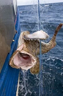 Images Dated 10th September 2007: Monkfish being hauled onto fishing boat