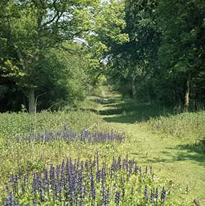 Monks Wood - showing a woodland ride