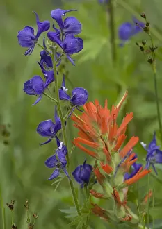 Monkshood in flower - with a paint-brush (Castilleja miniata). Sierra Nevada, USA