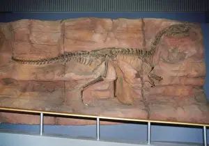 Reconstructions Prints: Monolophosaurus Dinosaur Skeleton