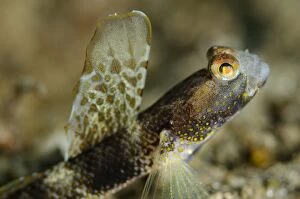Monster Shrimpgoby with erect fin on black sand