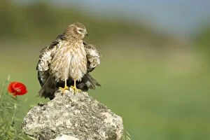 Montagus Harrier - Adult female
