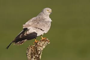 Montagus Harrier - adult male perched on a log