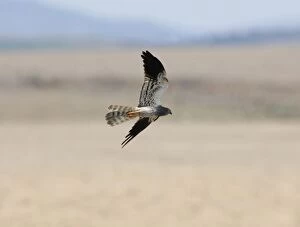 Images Dated 1st September 2006: Montagu's Harrier - adult male, September