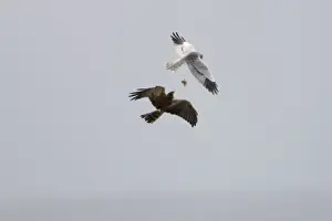 Montagu's Harrier - food pass in flight - sequence 1 of 5 - The male (grey bird) has dropped the food (in this case a bird) to the female below - Whilst the female is looking after their chicks the male will catch the food