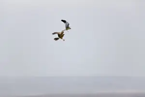 Montagus Prints: Montagu's Harrier - food pass in flight - sequence 2 of 5 - The male (grey bird)