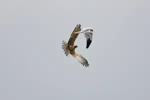 Montagu's Harrier - food pass in flight - sequence 3 of 5 - The male (grey bird) has dropped the food (in this case a bird) to the female below - Whilst the female is looking after their chicks the male will catch the food