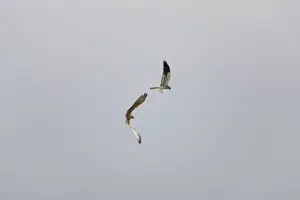Montagus Prints: Montagu's Harrier - food pass in flight - sequence 4 of 5 - The male (grey bird)
