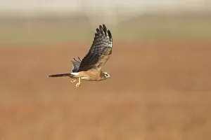 Montagus Harrier - juvenile in flight - with a dragonfly