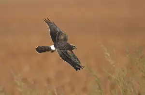 Montagu's Harrier - juvenile in flight - hunting - La Janda Andalucia Spain - September