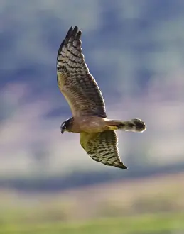 Harrier Prints: Montagu's Harrier - juvenile in flight - hunting - La Janda Andalucia Spain - September