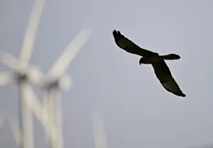 Images Dated 3rd September 2010: Montagu's Harrier - juvenile hunting for food amongst wind turbines