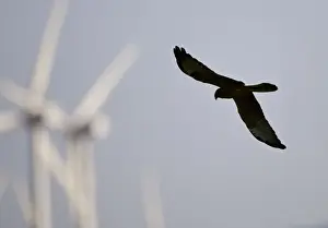 Montagu's Harrier - juvenile hunting for food amongst wind turbines - Tarifa - Andalucia - Spain - September