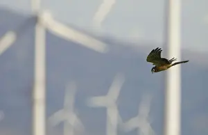 Harrier Prints: Montagu's Harrier - juvenile hunting for food amongst wind turbines - Tarifa - Andalucia - Spain - September