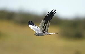 Montagus Harrier - male in flight Castro Verde