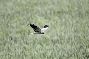 Montagus Harrier - male in flight hunting over corn field