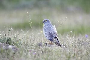 Montagus Harrier - male resting on stone