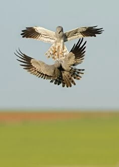 Montagus Harrier - two males fighting in the air