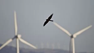 Montagus Harrier - melanistic - hunting for food amongst wind turbines