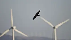 Harrier Prints: Montagu's Harrier - melanistic - hunting for food amongst wind turbines - Tarifa - Andalucia - Spain - September