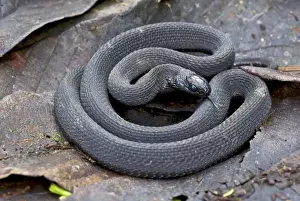 Central Africa Prints: Montane Egg-eater - Nyungwe - Rwanda - Africa