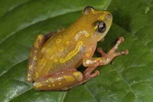 Montane Reed Frog - adult male