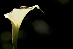 Montane Reed Frog - on Arum Lily - adult male